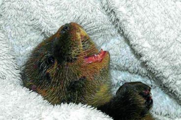 Abandoned otter ‘progressing well’