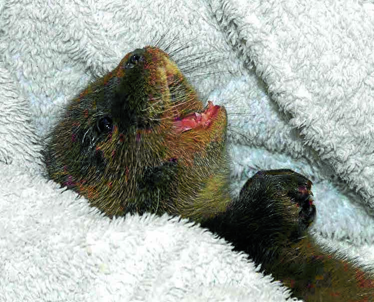 Abandoned otter 'progressing well'