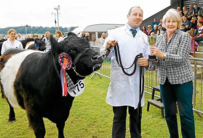 SUPREME CHAMPION . . . Matt Stoker with his champion Belted Galloway, Whitepool Moondust