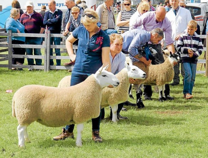 JUDGEMENT TIME . . some of the breed champions in the line-up for the interbreed title