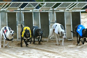 GREYHOUNDS: Border flyer’s new year cheer