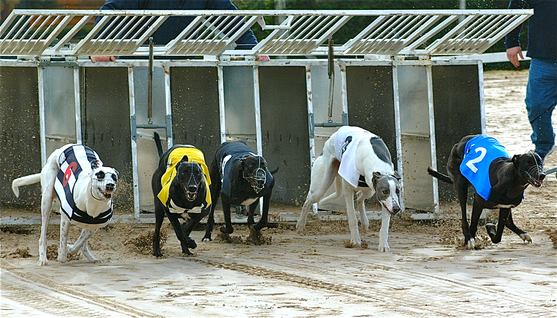 GREYHOUNDS: Border flyer's new year cheer