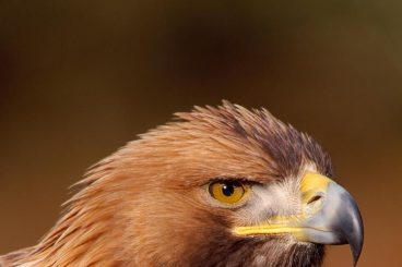 Help name golden eagle chick at Dumfries Show