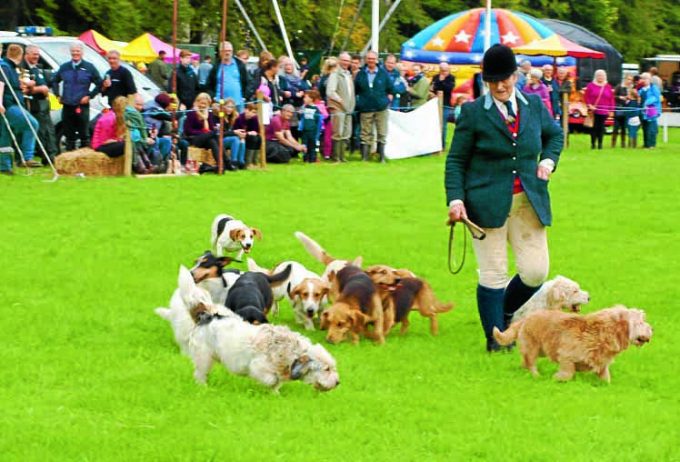 The Barony Bassets