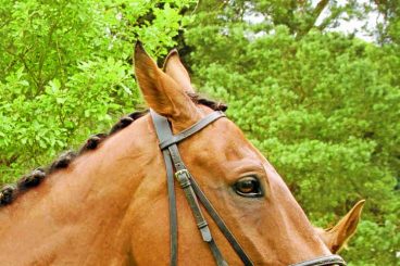 International success for show jumper