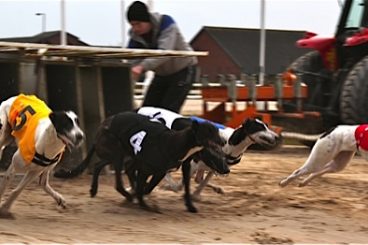 GREYHOUNDS: Mark’s magic triple success