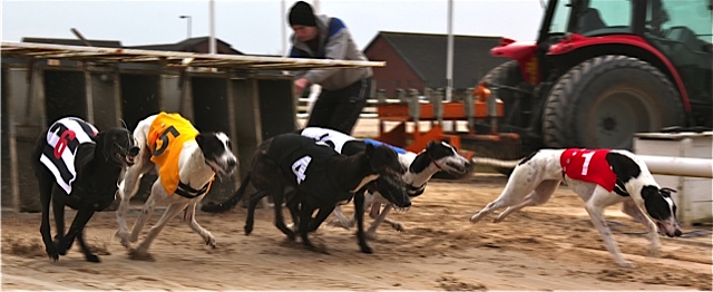 GREYHOUNDS: Mark's magic triple success