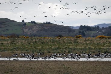 Bird flu reaches region