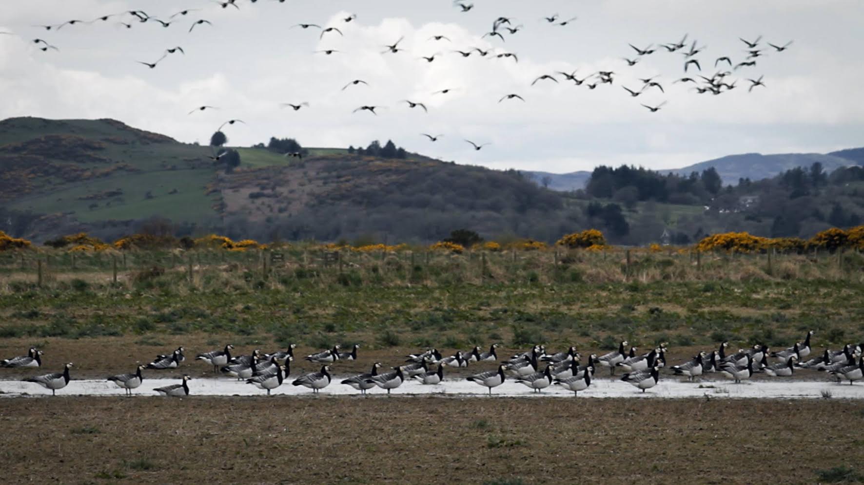 Bird flu reaches region