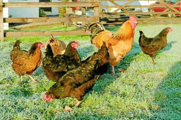 Ban on poultry going outdoors