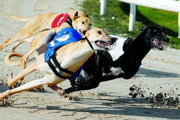 GREYHOUNDS: Two fancies for festive final