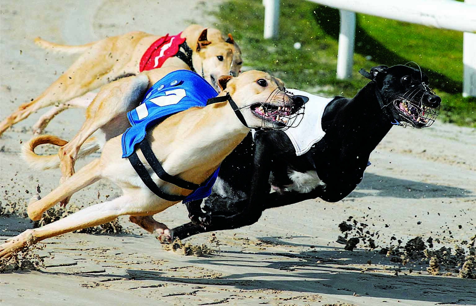 GREYHOUNDS: Triple triumph for Irish litter