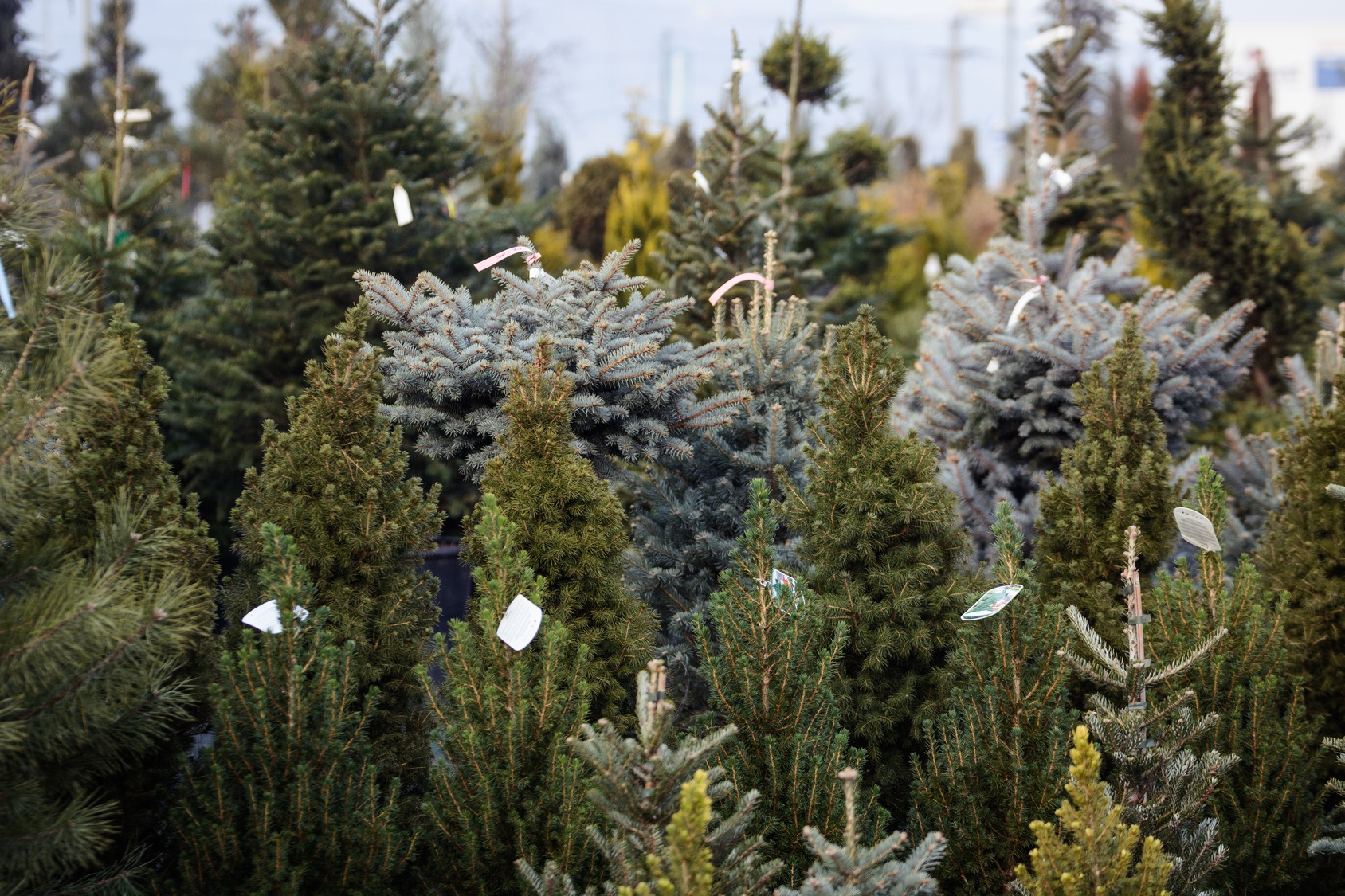 Picking the right Christmas tree