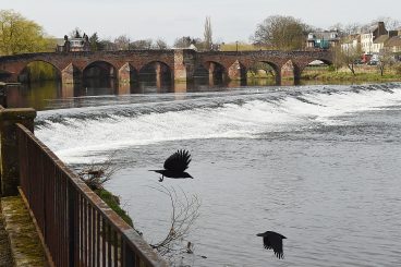 Pet rescuer praised after River Nith plunge