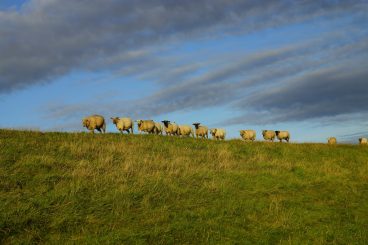 Dead sheep shock