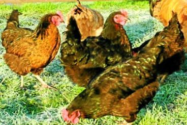 Outdoor poultry ban extended