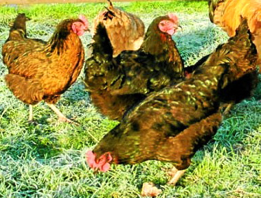 Outdoor poultry ban extended