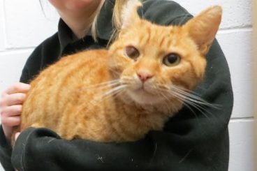 Cat found trapped in bin