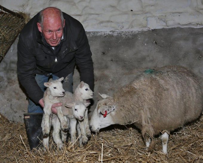 triplets lamb