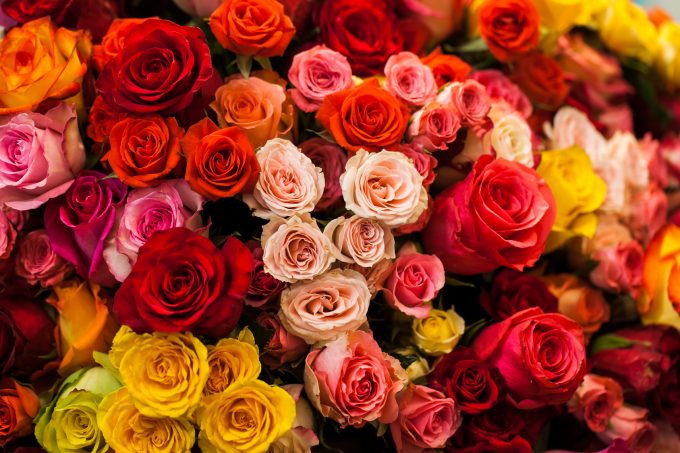 beautiful bouquet of multicolored roses