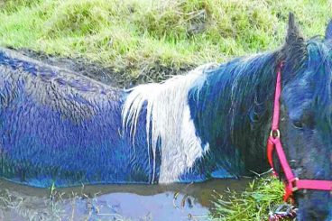 Muddy night-mare for Gypsy