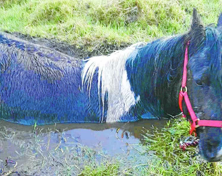 Muddy night-mare for Gypsy