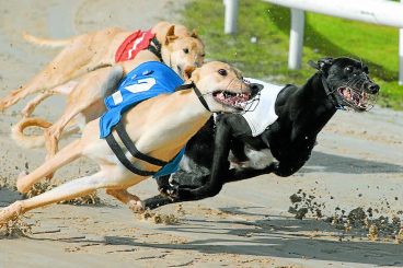 Gretna dog track closes to make way for homes