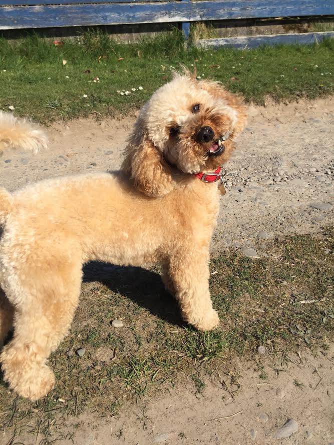 15 photogenic pets in Dumfries and Galloway