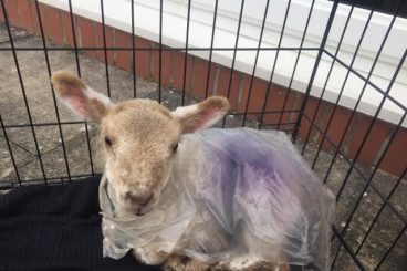 Have ewe seen lost lamb’s mum?