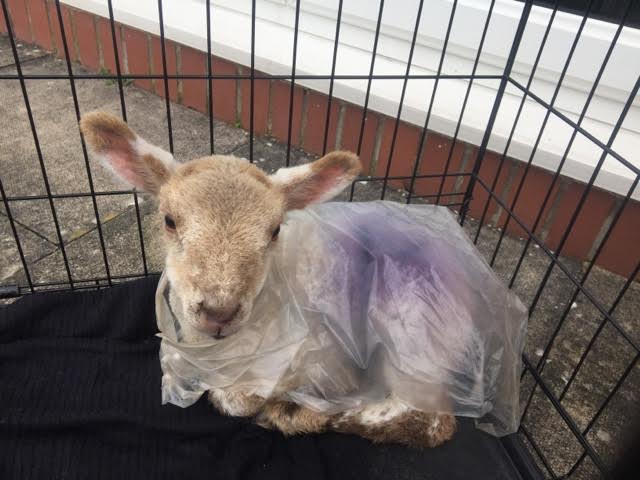 Have ewe seen lost lamb's mum?