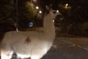 Escaped alpaca caught by police