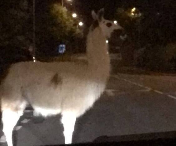 Escaped alpaca caught by police