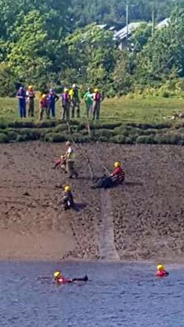 Calves in mud drama