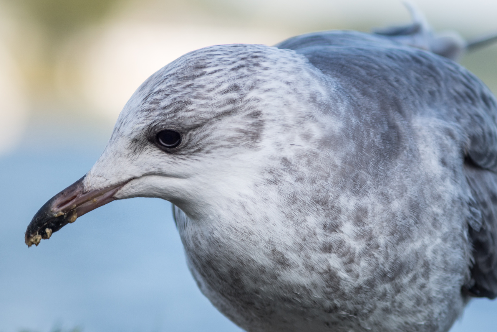 Gull project success