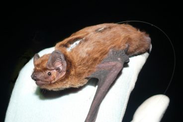 Rare bat roost found in forest
