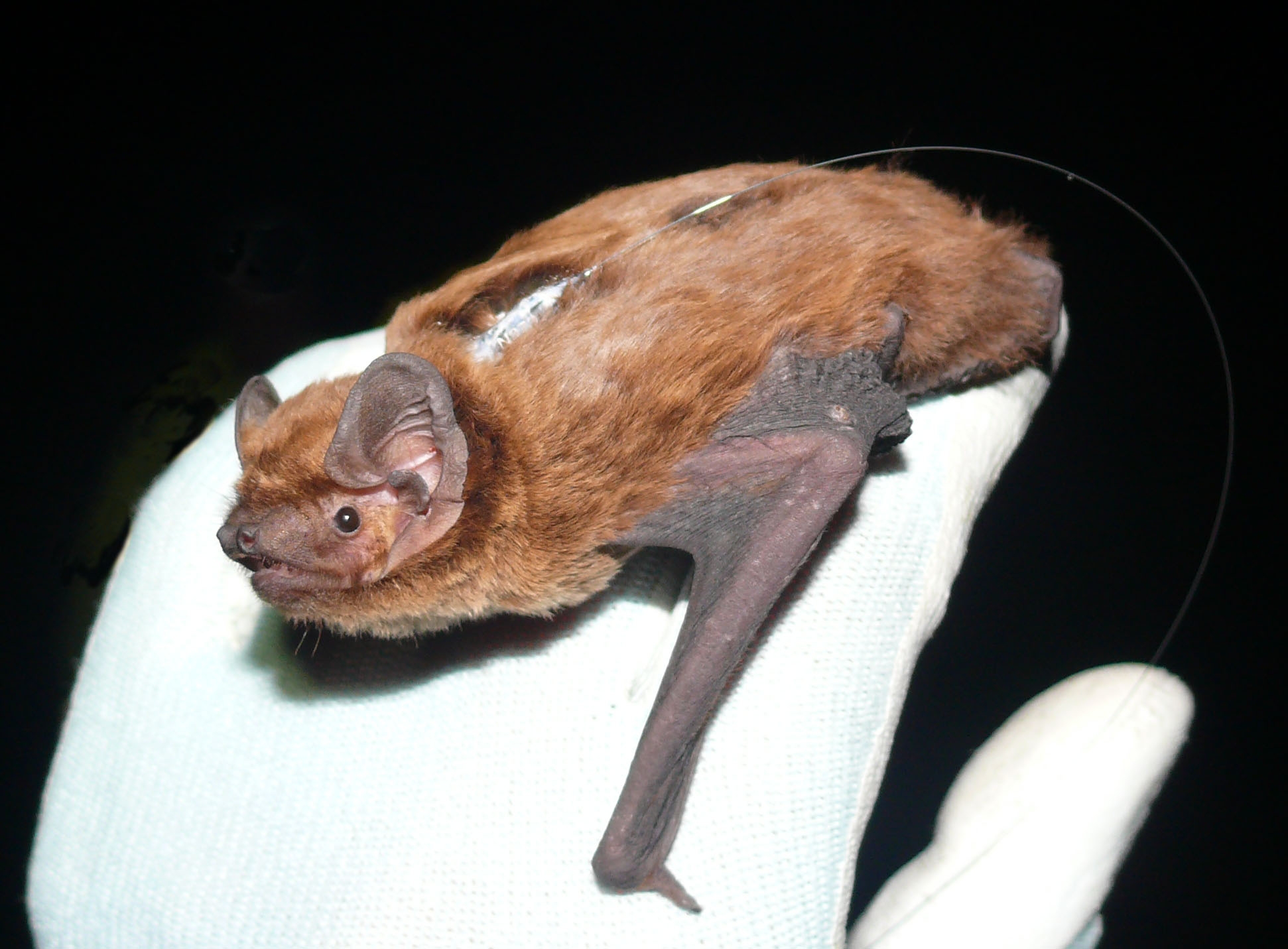 Rare bat roost found in forest