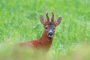 A75 drivers on deer alert