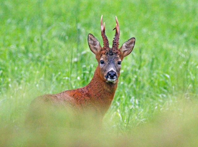 A75 drivers on deer alert