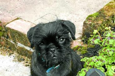 Pug hugs for all as puppy returns home