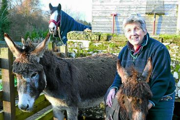 Dumped baby donkey recovers with new mum