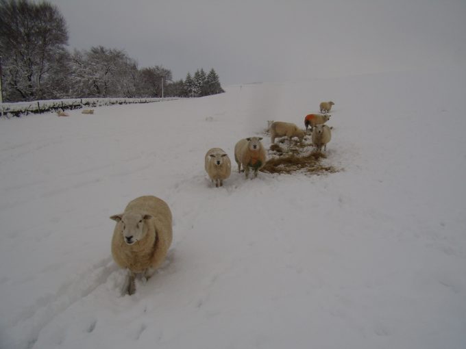 Sheep in the snow at Boreland