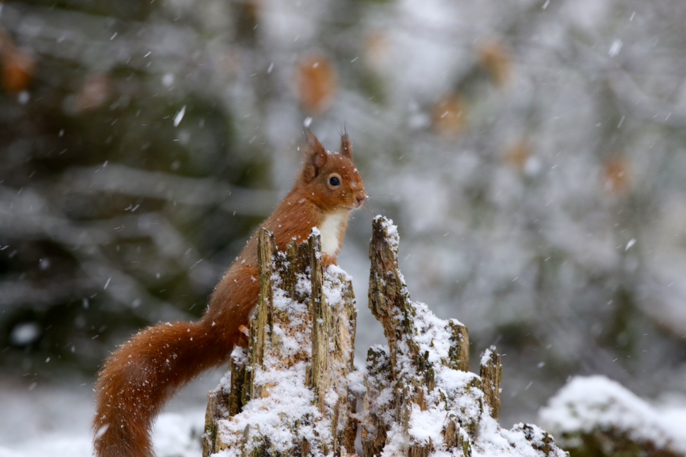 Red alert for squirrel numbers