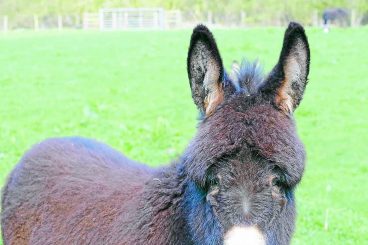 Ghost horse pops up in donkey photo – can you see it?