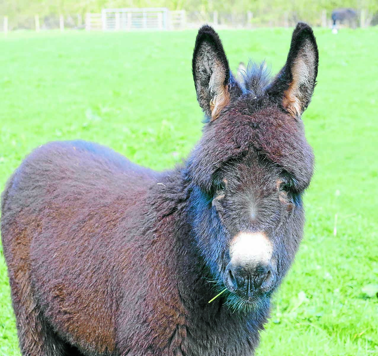 Ghost horse pops up in donkey photo - can you see it?