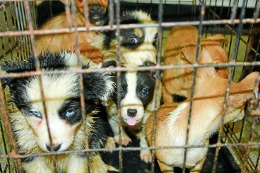 27 trafficked puppies seized at Cairnryan Port
