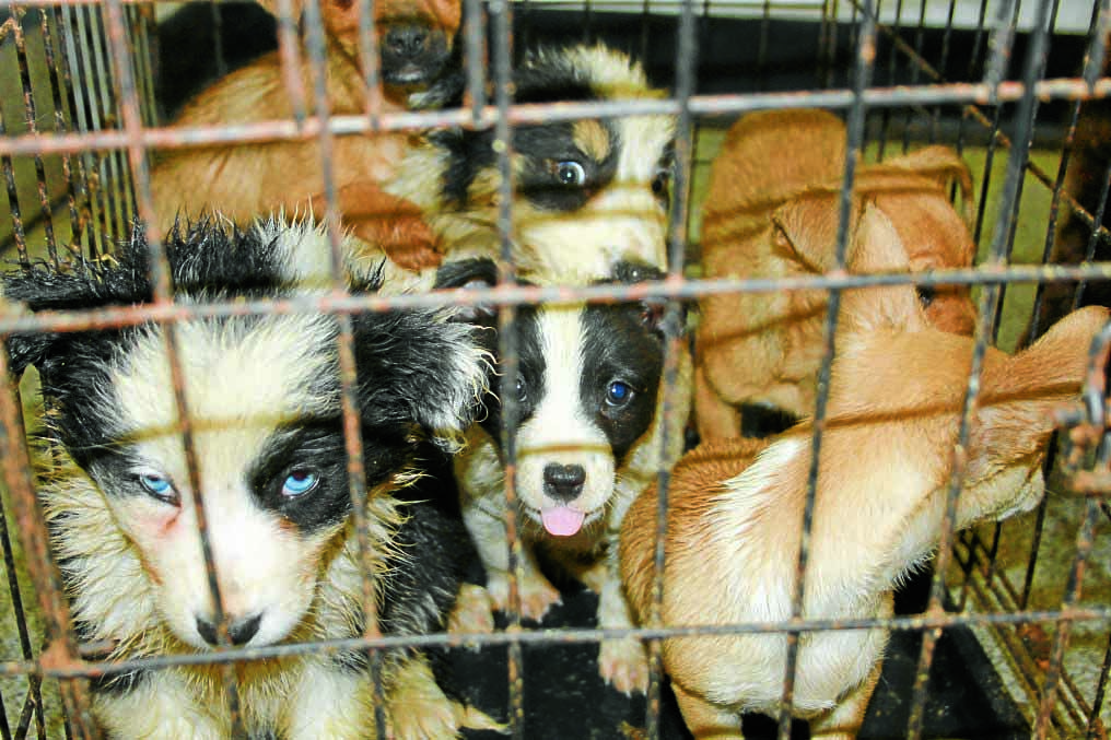27 trafficked puppies seized at Cairnryan Port
