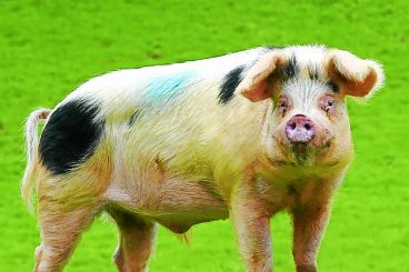 Pig farming at risk of deadly disease