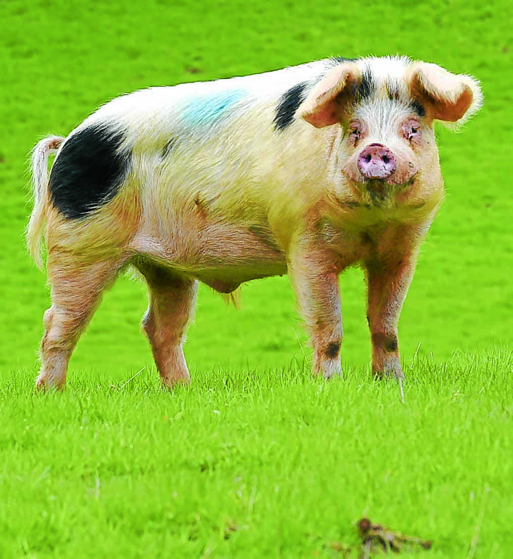 Pig farming at risk of deadly disease