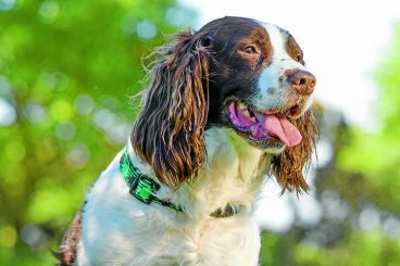 Bid to stop dog fouling in Gretna