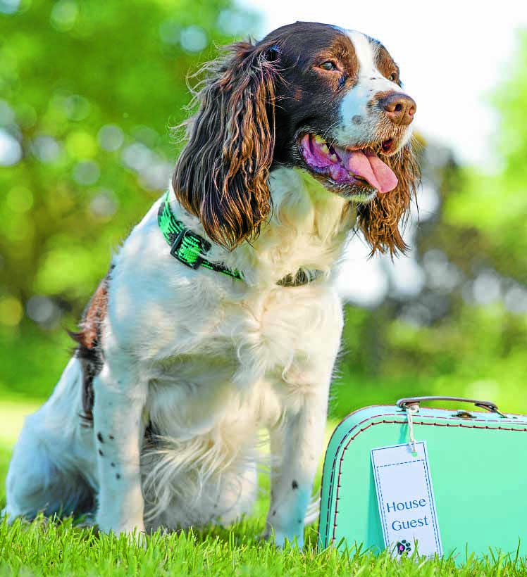 Bid to stop dog fouling in Gretna